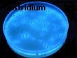 clostridium
